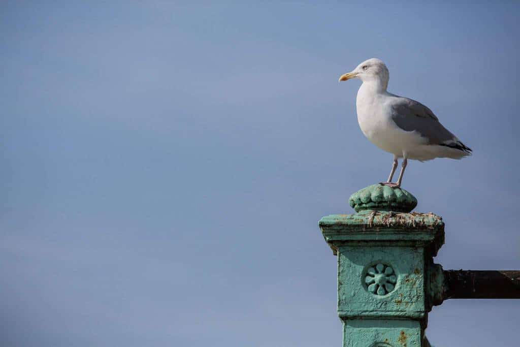 seagull sitting on an iron fence
